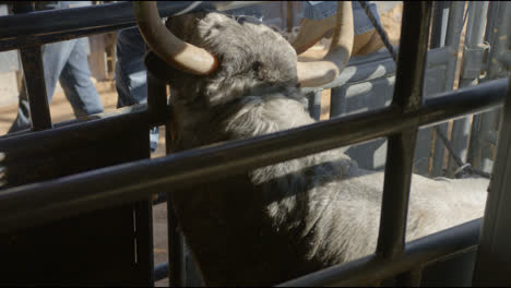 A-rank-bull-aggressively-tries-to-attack-cowboy-while-in-a-metal-chute-in-Dallas,-Texas-before-a-bull-fight