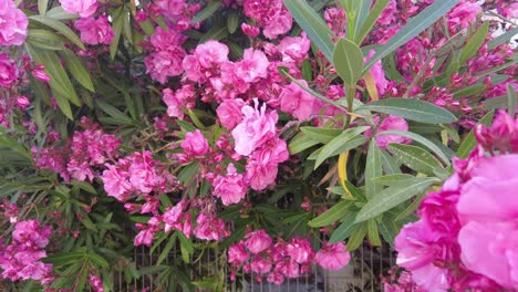 Üppiger-Rosafarbener-Nerium-Oleander,-Der-Im-Frühling-Auf-Dem-Hof-Wächst