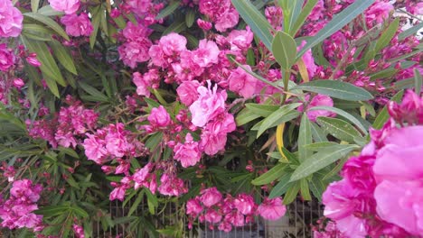 lush pink nerium oleander growing at the yard in springtime