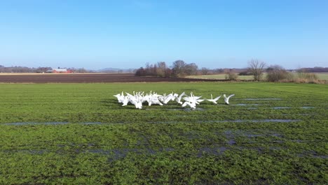 Flock-of-swans-walking-on-wet-green-field