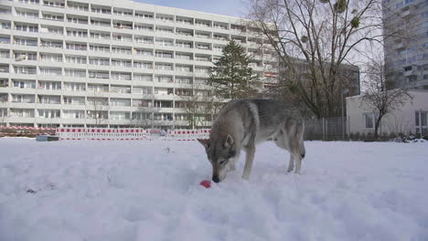wolf putting snout into white snow during winter with apartment complex in background