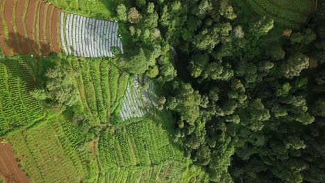 在山坡上的山谷和森林的侧面有梯形蔬菜种植园