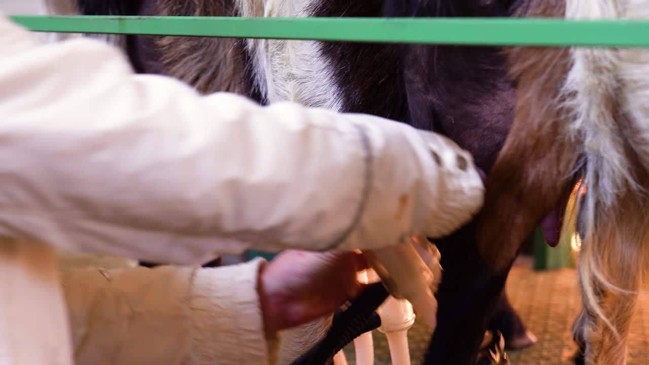 Farmer removes and reattaches milking machine between goats at dairy farm, close-up of udder and legs.