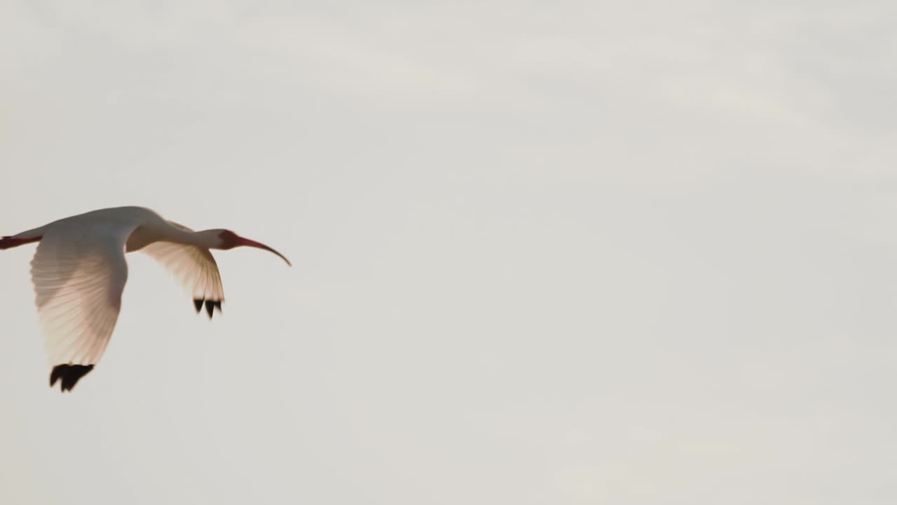 ibis blanco volando por el cielo en cámara lenta