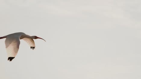 white ibis flying by sky in slow motion