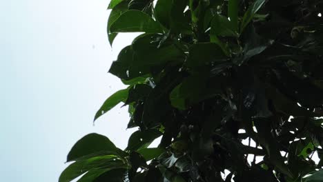 Slow-motion-shot-of-rainwater-falling-on-green-leaves-on-trees