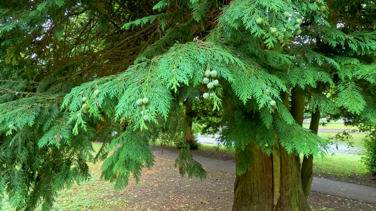 Green pine branches move slightly in a park setting, captured in natural daylight with a stationary camera and soft, even lighting
