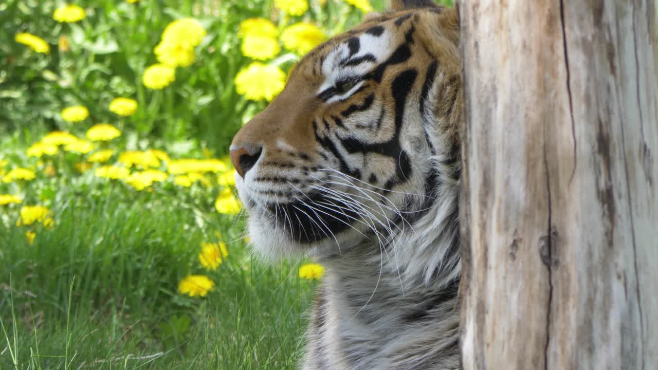 입을 핥는 배고픈 벵골 호랑이
