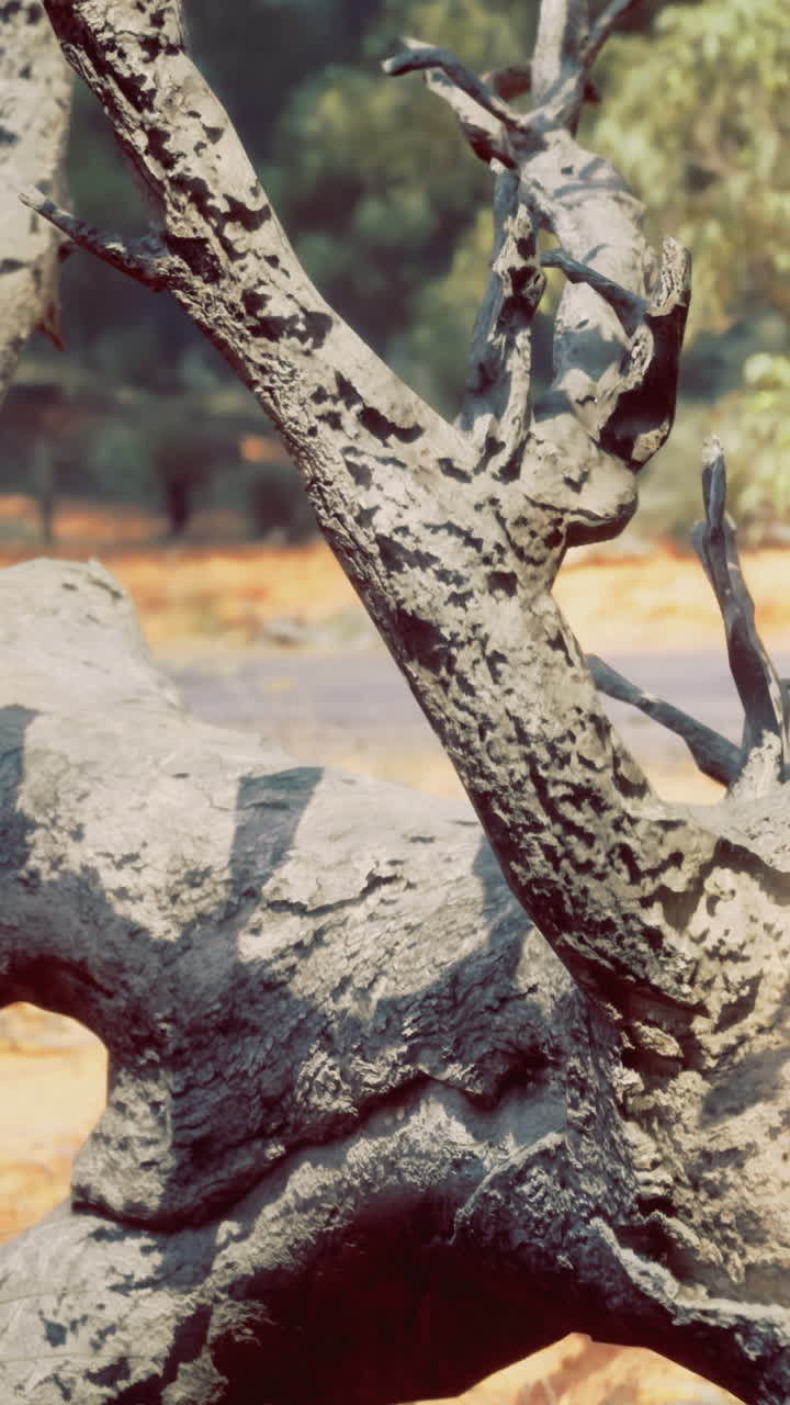 Motivi intricati di un ramo d'albero stagionato che si crogiola al caldo sole.