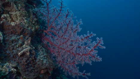 red sea fan on tropical coral reef with deep blue ocean in background