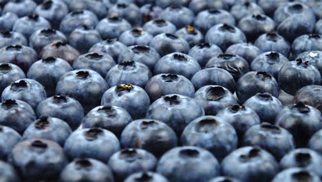 raw ripe great bilberry, background