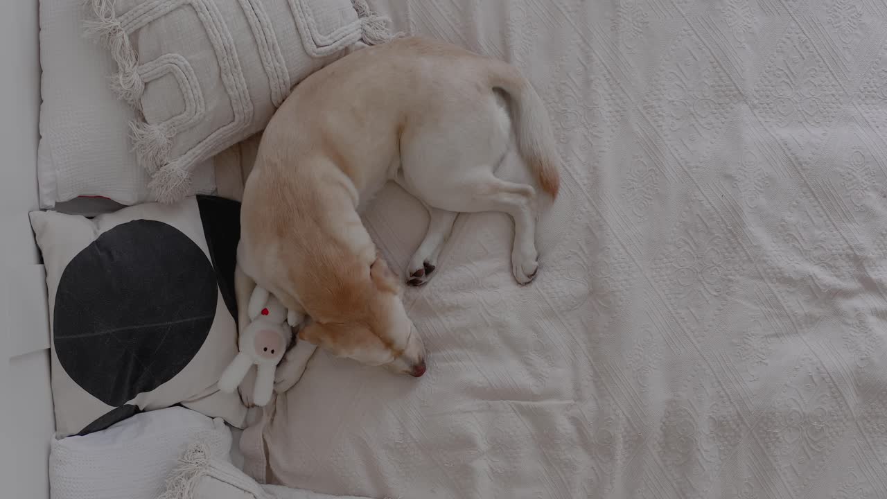 Top-down shot of a cute Labrador puppy sleeping in bed with a toy. Cozy home setting, relaxed dog resting comfortably. Adorable puppy in a peaceful indoor scene. Dog resting at home in comfort.
