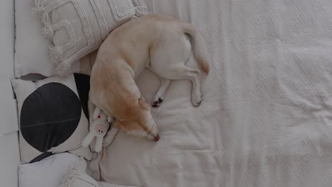 top-down shot of a cute labrador puppy sleeping in bed with a toy. cozy home setting, relaxed dog resting comfortably. adorable puppy in a peaceful indoor scene. dog resting at home in comfort.