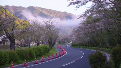 cherry blossom lined road in morning, mist on the mountains of iwakuni japan