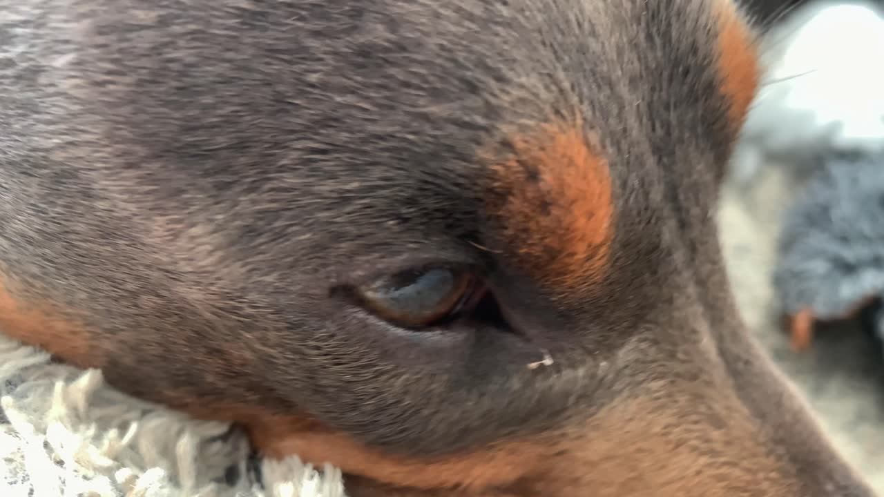 Closeup of a Dachshund dog's face
