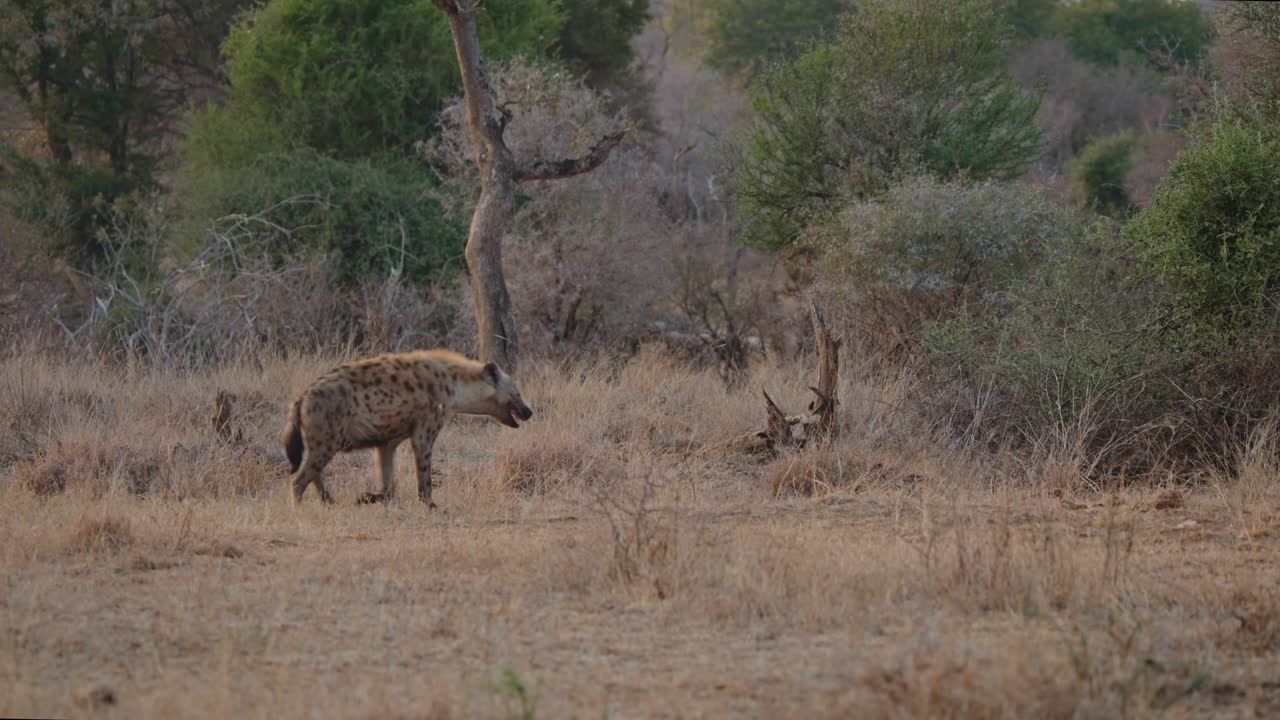 Spotted Hyena Walking in the African Savanna
