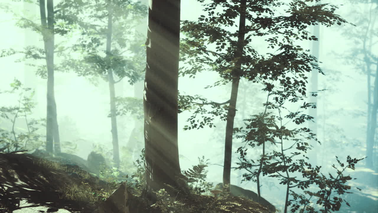 Sunlight filters through a misty forest creating an enchanting atmosphere