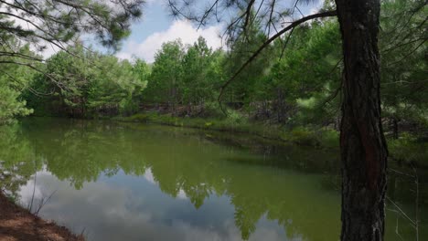 Toma-De-Seguimiento-De-Un-Pequeño-Estanque-En-El-Bosque.