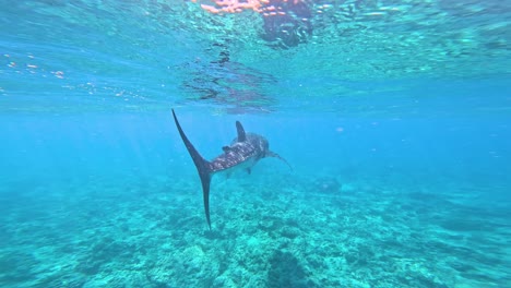 majestic whale shark encounter while snorkeling in crystal clear waters - maldives
