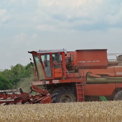side view of a large combine working on the field on the green trees background. red machine harvester in process of cutting ripe wheat for agriculture.