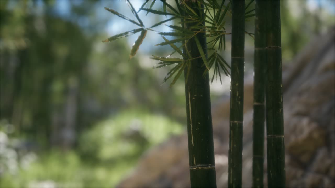 fondo de bosque de árboles de bambú verdes
