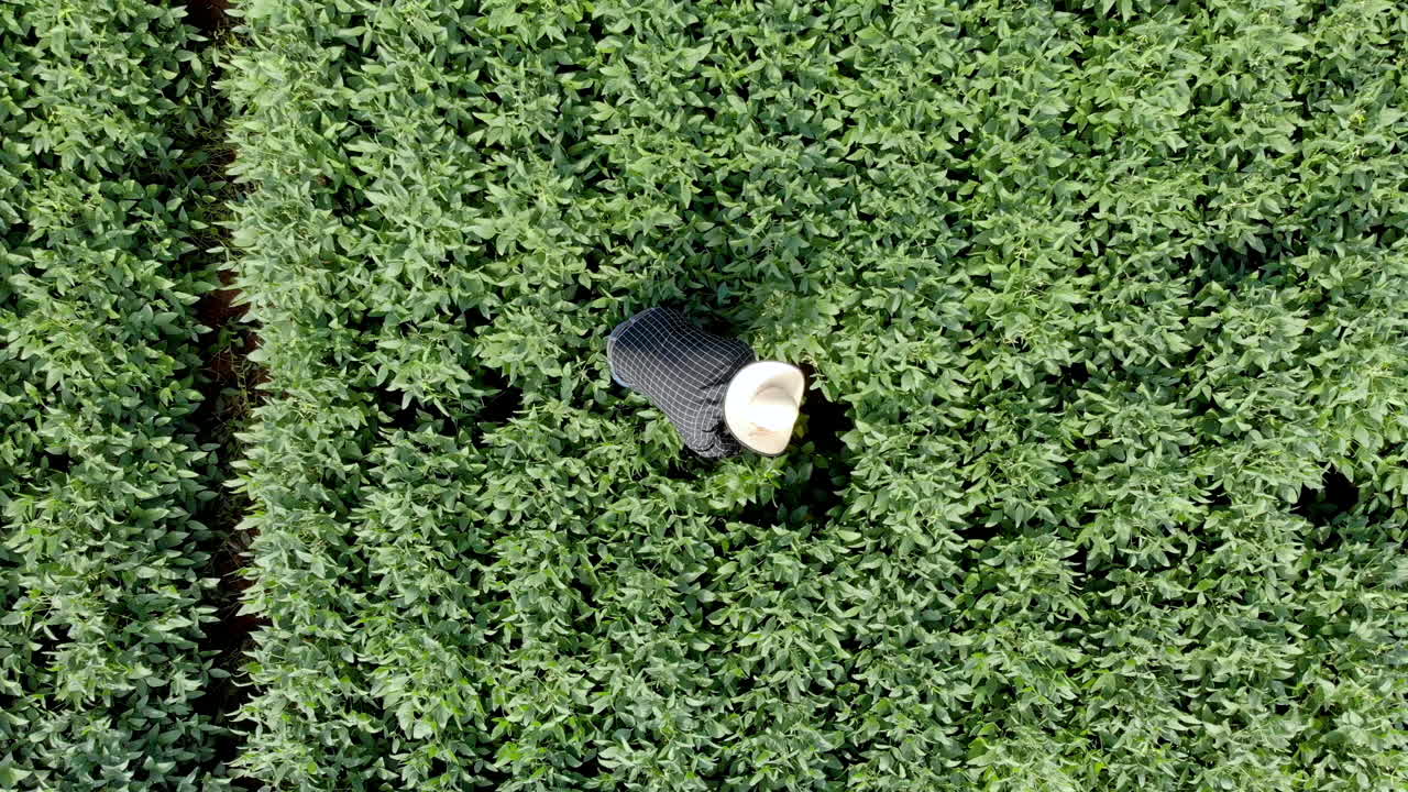 Agronomist inspecting soya bean crops growing in the farm field