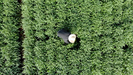 agronomist inspecting soya bean crops growing in the farm field