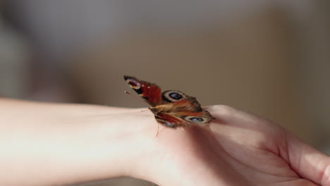 peacock butterfly walking on the hand to the arm of a woman