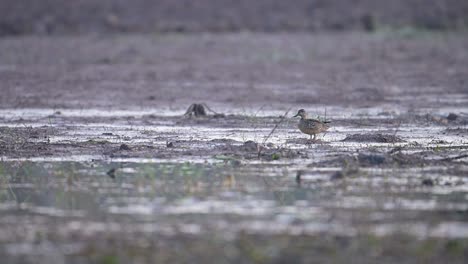 Beautiful-Duck-Taking-of-from-wetland-in-Morning