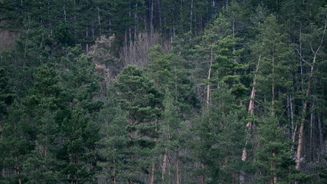 pine tree woods in the europe