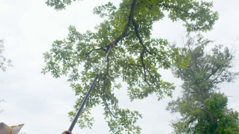 man cuts down a limb with a pole saw in slow motion