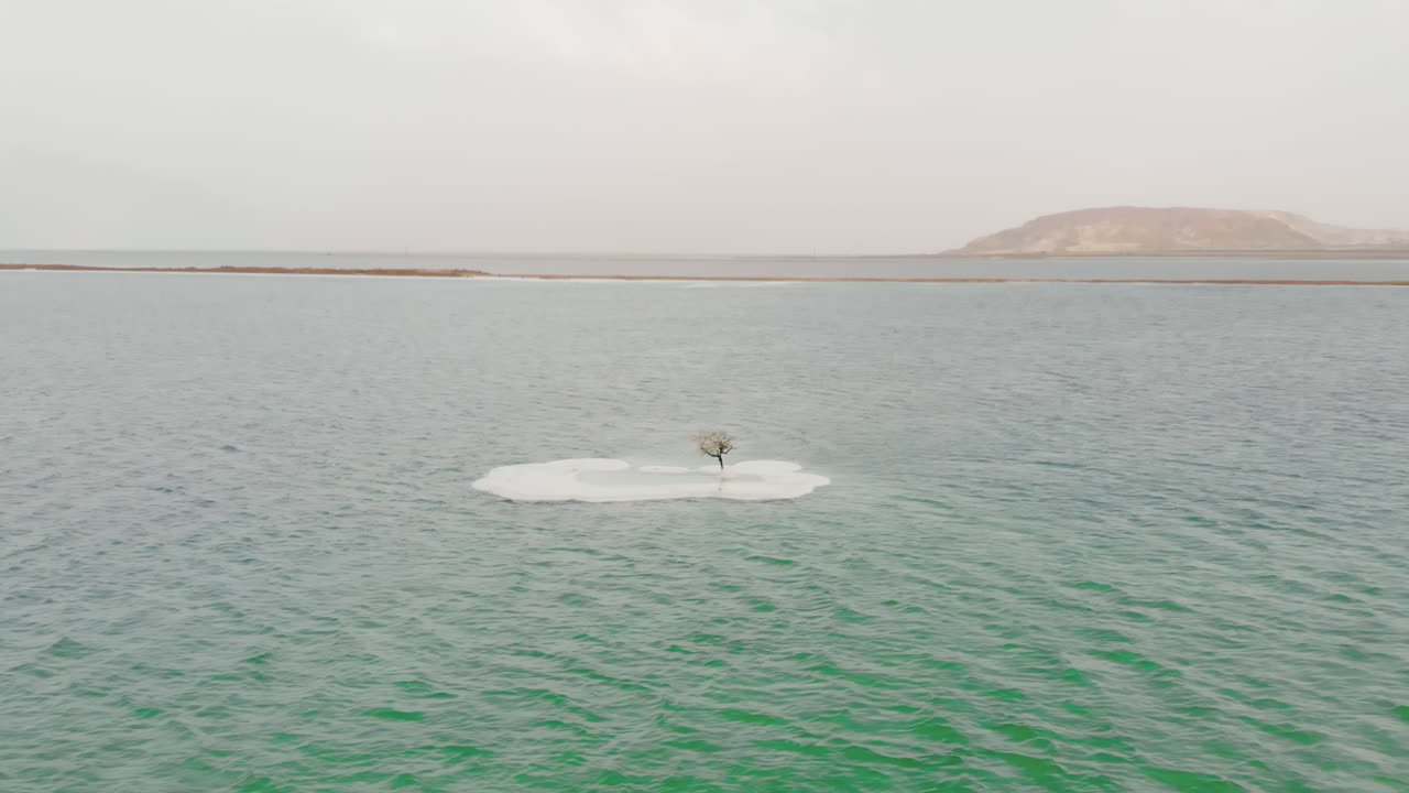 árbol de la isla de sal en el mar muerto, israel - tire hacia atrás del tiro del dron