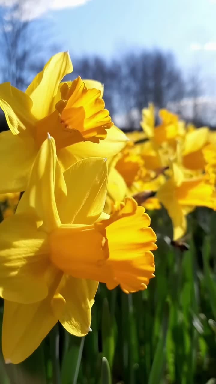 Close-up video angle of vibrant yellow daffodils in a sunlit field, capturing spring's essence