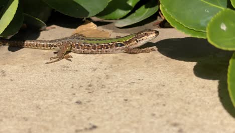 A-lizard-is-basking-in-the-sun-on-a-stone-tile-by-a-green-bush