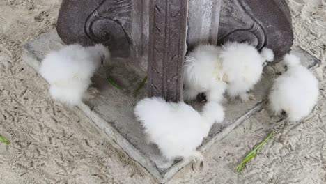 fluffy white baby chickens at a beachside column