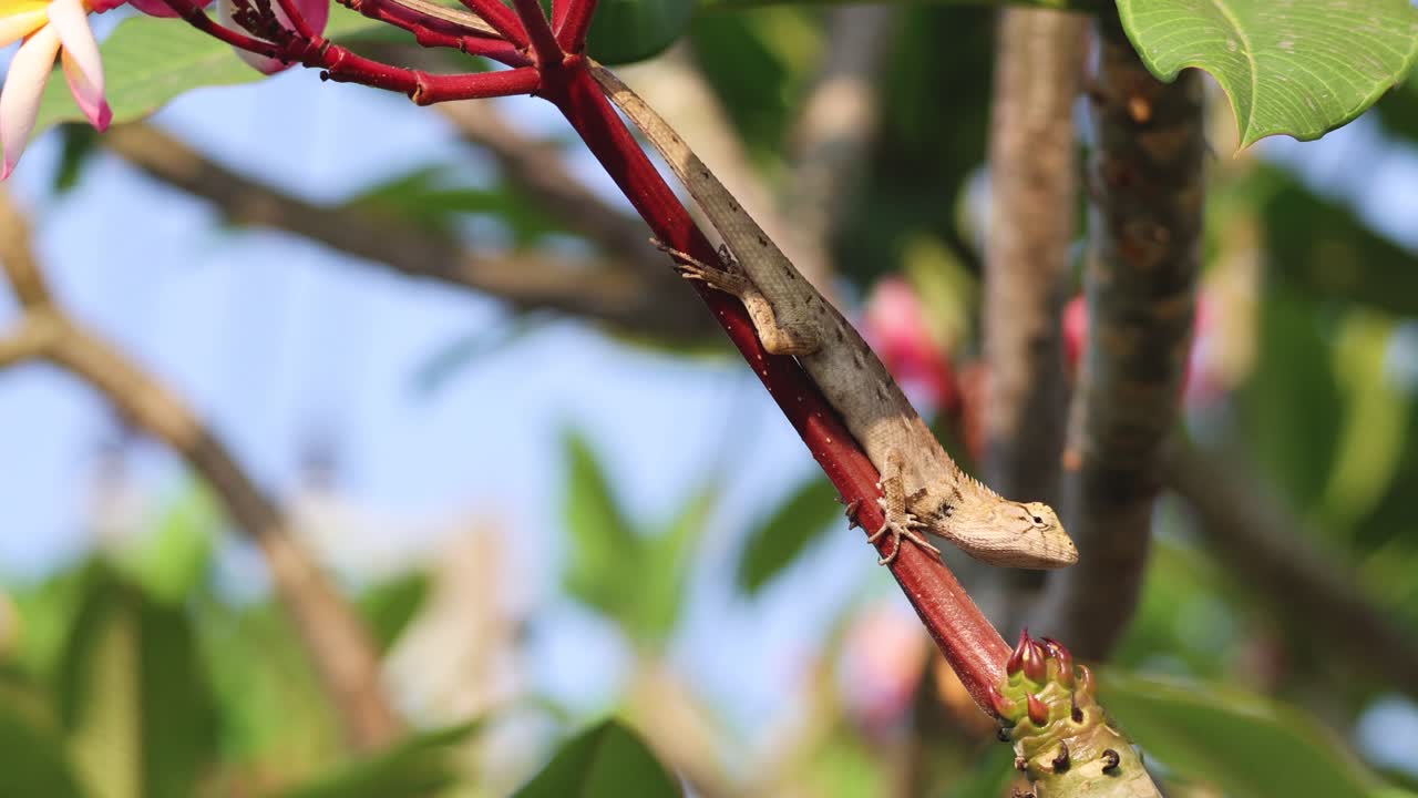 un lagarto sube a una rama con flores en ciernes.