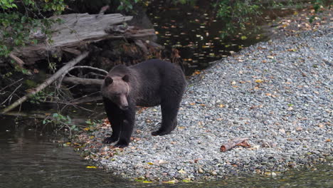 Grizzly-bear-looking-for-fish-in-river-gets-spooked-by-unseen-threat