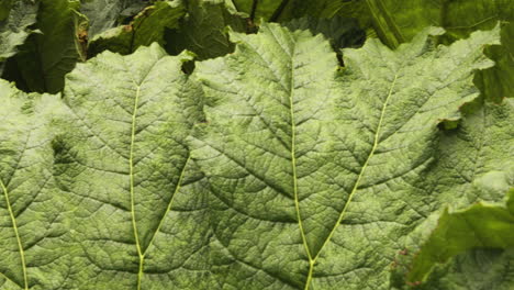 lush giant leaves of gunnera manicata in blarney castle and gardens, ireland