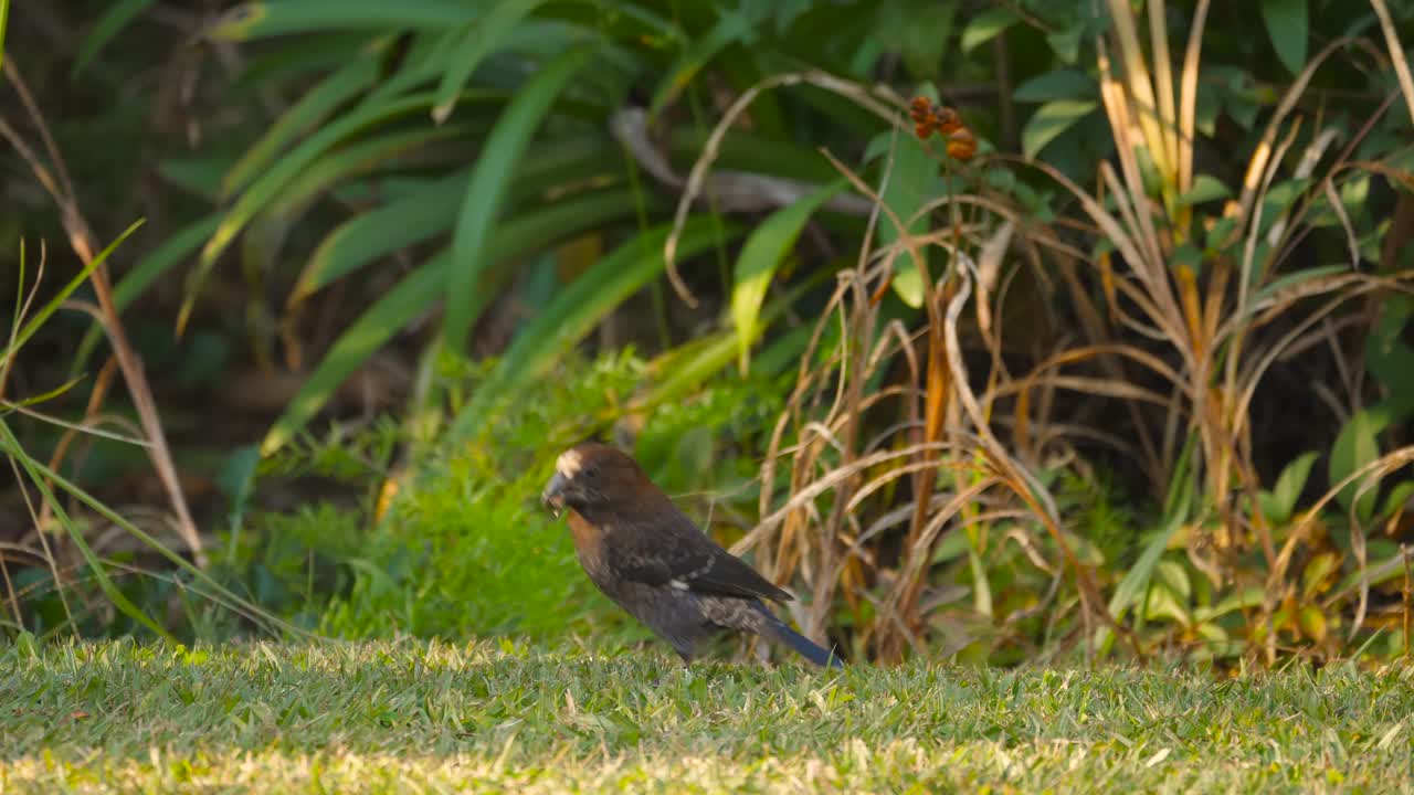 pequeño pájaro exótico masticando semillas y saltando en un césped, tejedor de pico grueso