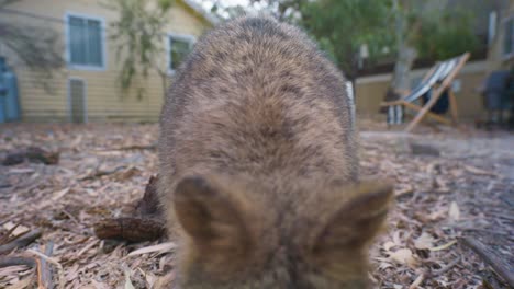 Animal-Nativo-Australiano,-Un-Quokka-En-La-Isla-Rottnest,-Australia