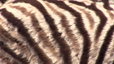 detail of juvenile plains zebra fur