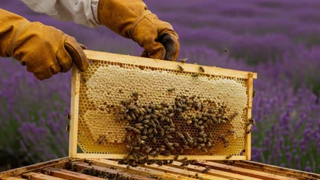 a dedicated beekeeper carefully examines a frame of honeycomb filled with active bees amidst a beautiful lavender field in full bloom