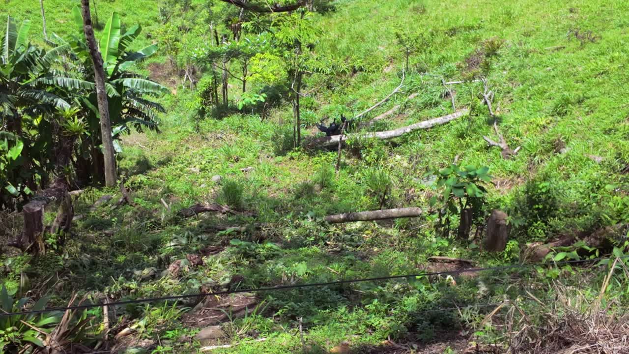 코스타리카 에 있는 아레날 호수 의 초록색 열대 들 에서 나무 의 그늘 에 고 있는 검은 독수리 들 의 무리