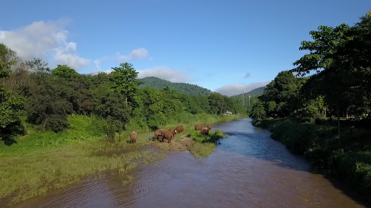 elefantes caminando a lo largo del lecho del río rodeados de un frondoso bosque en el norte de tailandia