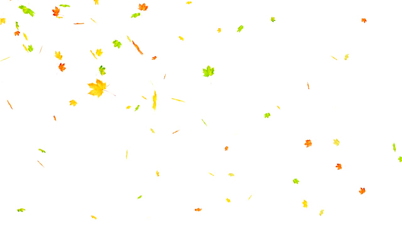 메이플의 가을 잎이 떨어지는 루프 애니메이션