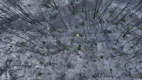 Aerial-birdseye-tracking-of-man-walking-through-burned-forest