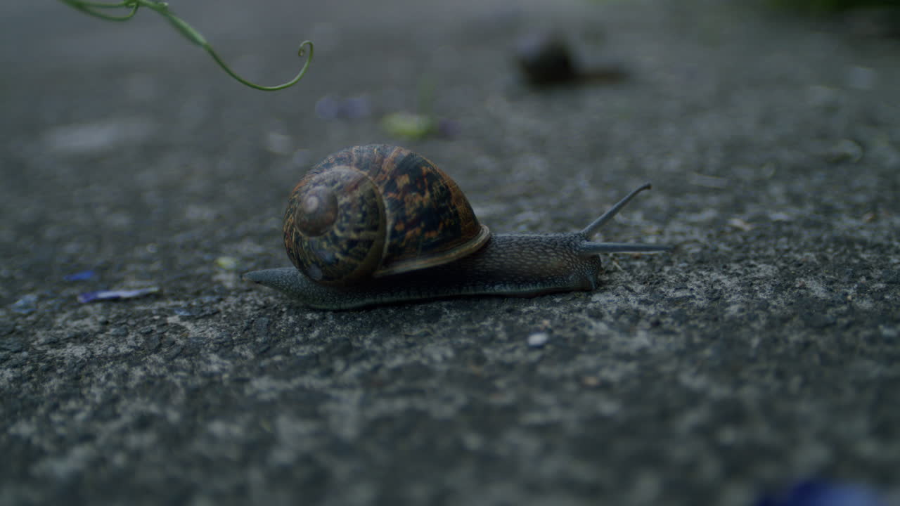 Garden snail, Cornu aspersum, crawling across path