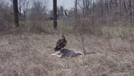 Turkey-vulture-attacking-its-prey-tracking-shot