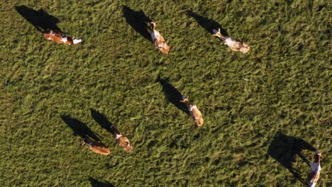 rebaño de ganado pastando en pastos de montaña, tomas aéreas, escena rural, 4k uhd, granja lechera, agricultura tradicional, vista de pájaro desde arriba