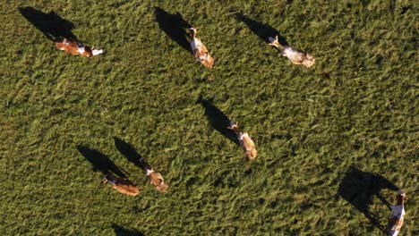 catlle herd grazing on mountain pasture, aerial footage, rural scene, 4k uhd, dairy farm, traditional agriculture, birds eye view from above